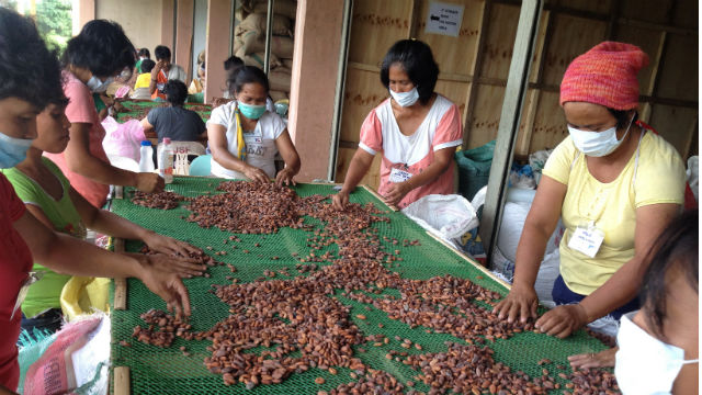 DAVAO CACAO. Cacao workers in Davao sort good cacao beans from the bad. Photo from Matt Lapid