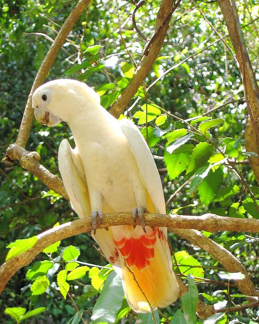 Photo of the critically-endangered Philippine Cockatoo by Macy Anonuevo