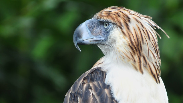 THREATENED KING. The Philippine Eagle, also called Haribon or King of Philippine Birds is a critically-endangered species