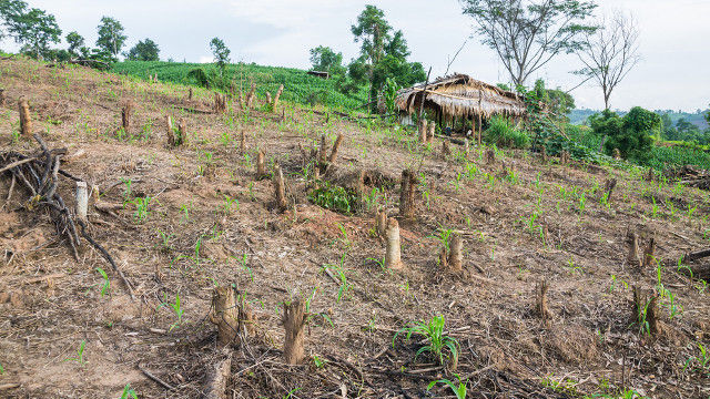 DISAPPEARING FORESTS. In the Philippines, forests are often cleared to make way for agricultural land