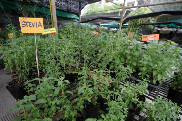 PRACTICAL. Davao wants to bust myths surrounding organic farming. It is not expensive or impractical. However, just like other plants, it needs work and patience. 
