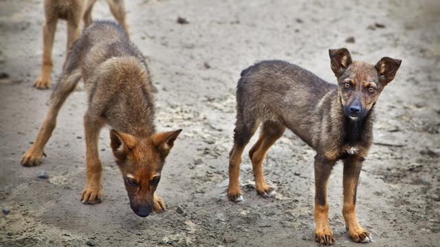 RABIES RESISTANT. The Philippines aims to end rabies deaths by 2016 by vaccinating majority of the country's 10 million dogs. Photo from Shutterstock