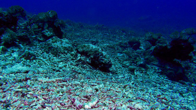RUBBLE. Coral reefs in Tubbataha Reefs Natural Park are pulverized after the USS Guardian crashed into them in January 2013. Photo courtesy of WWF-Philippines